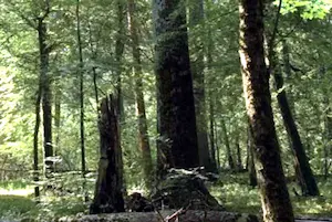 भारत को वन क्षेत्र में वैश्विक स्तर पर 9वां स्थान