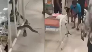 ठाणे सिविल हॉस्पिटल में युवक लाया सांप