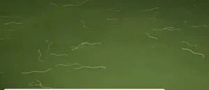 आंध्र प्रदेश नागयालंका मंदिर के पीछे अद्भुत नज़ारा