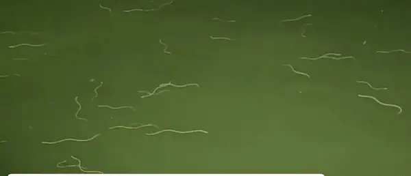 Latest News : आंध्र प्रदेश नागयालंका मंदिर के पीछे अद्भुत नज़ारा