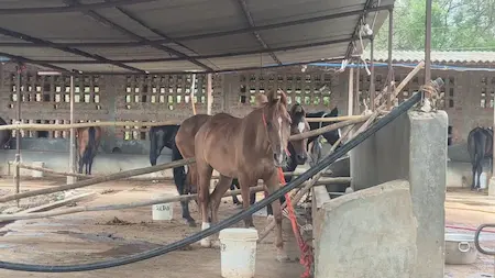 Latest News : हैदराबाद की रेस, फिलीपींस में सट्टा – बड़ा खुलासा!