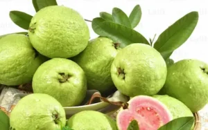 Health-सर्दियों का सुपरफ्रूट अमरूद, सेहत के लिए जरूरी