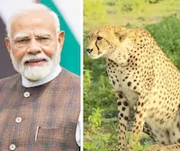 PM Modi- भारत में चीता संरक्षण में प्रगति, पीएम मोदी ने की तारीफ