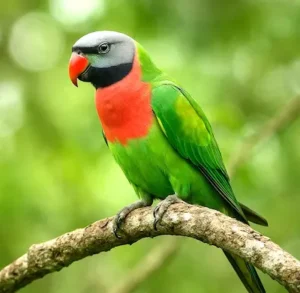 Bihar- बिहार में पहली बार दिखे लाल छाती वाले दुर्लभ तोते, विशेषज्ञ भी हैरान