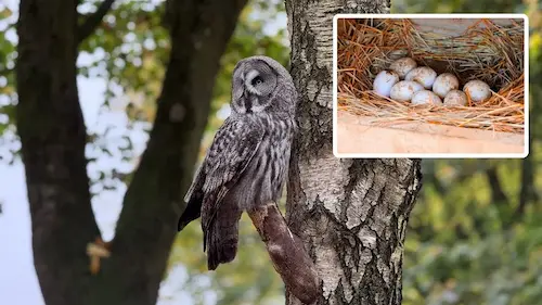 Latest News : उल्लू के अंडों की सुरक्षा के लिए तेलंगाना में खनन रोक