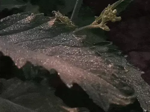 Latest News : राजस्थान में ठंडी हवाओं पर बादलों का असर