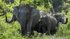 लखीमपुर खीरी, हाथियों को मशाल से भगाने गया किसान