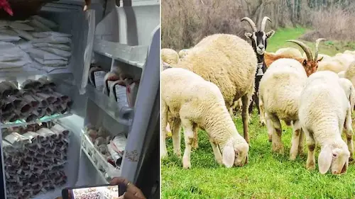 Telangana : हैदराबाद में 1,000 लीटर भेड़‑बकरी का खून जब्त - Hindi Vaartha