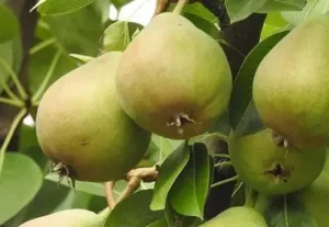 Health- पोषण से भरपूर नाशपाती का फल, शरीर को मिलते हैं कई लाभ