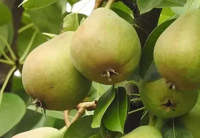 Health- पोषण से भरपूर नाशपाती का फल, शरीर को मिलते हैं कई लाभ