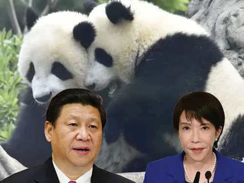 Panda: भावुक विदाई: 50 साल बाद पांडा विहीन होगा जापान