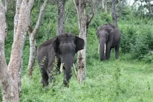 Tamil Nadu- वन्यजीव संघर्ष का खतरा गहराया, तमिलनाडु में 10 वर्षों में 685 जानें गईं