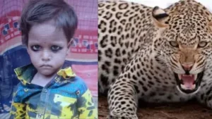 आंगन में खेल रही 4 साल की बच्ची पर तेंदुए का हमला