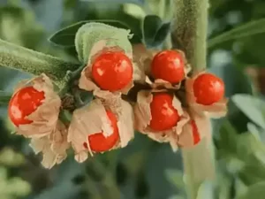 मारवाड़ की ‘नागौरी अश्वगंधा’ को मिला GI टैग