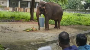 हाथी ने समझा खाना, निकला जिंदा देसी बम