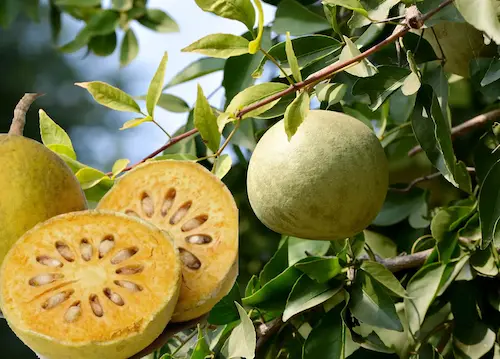 Health- सेहत के लिए वरदान समान औषधीय फल है बेल