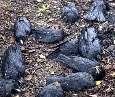 Chennai- चेन्नई में बड़ी संख्या में कौवे मृत मिले, प्रशासन ने जारी की गाइडलाइन