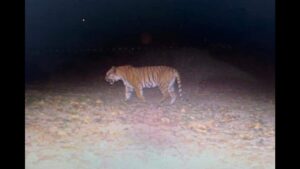 स्कूल के पास दिखा बाघ, राजमहेंद्रवरम में दहशत, अलर्ट जारी!