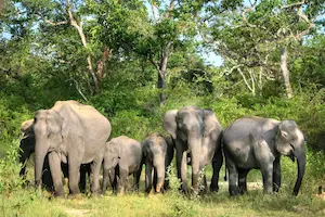 Jharkhand- हाथियों का कहर, हजारीबाग में एक ही परिवार के चार समेत 6 की मौत