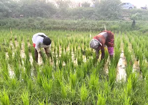 Bihar- नीतीश सरकार का बड़ा ऐलान, किसानों को सालाना मिलेंगे 9 हजार रुपये