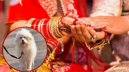 Fatehpur : कुत्ते को लेकर विवाद, शादी टूटी और जमकर हुआ हंगामा