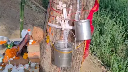 Uttar Pradesh: नीम के पेड़ से 15 दिनों से निकल रहा दूध जैसा पदार्थ