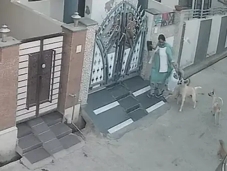 Sri Ganganagar : घर के बाहर बैठे कुत्तों ने महिला पर किया हमला