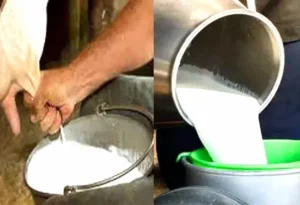 Business- दूध कारोबार पर सख्ती, विक्रेताओं के लिए लाइसेंस लेना हुआ अनिवार्य