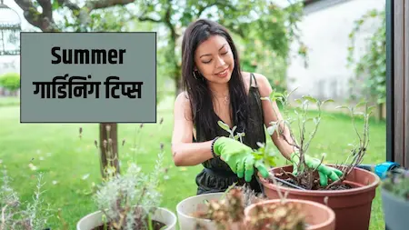 Summer Plant Tips : तेज गर्मी में पौधे सूखने से कैसे बचाएं?