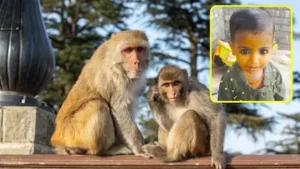 बंदरों ने किया हमला, छत से गिरकर बच्ची की मौत