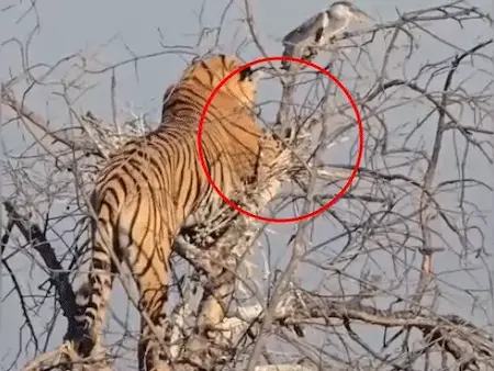 Sawai Madhopur : रणथंभौर में बाघिन का अनोखा शिकार प्रयास