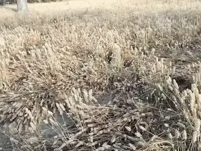 राजस्थान