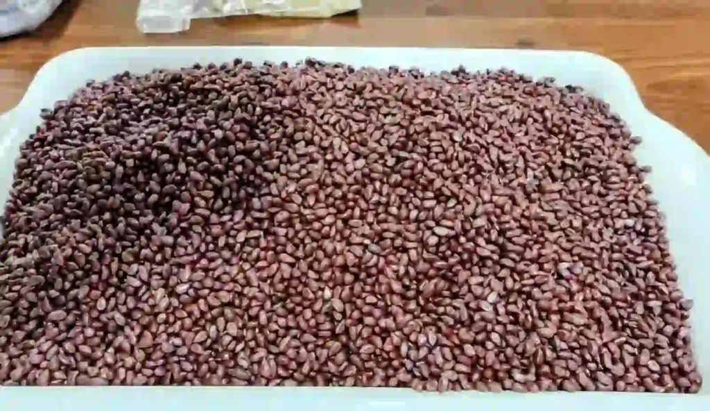 अवैध ड्रग्स