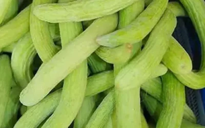 Health- गर्मियों में ककड़ी से पाएं ठंडक और सेहत का खजाना