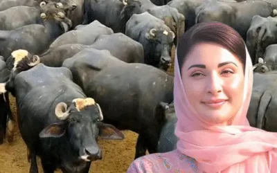 Pakistan: पाकिस्तान में ‘गोबर टैक्स’ की तैयारी