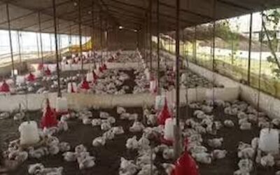 Chicken death : डीजे की आवाज से 140 मुर्गियों की मौत कैसे