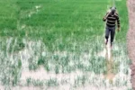 National- भीषण गर्मी से खेती पर संकट, श्रमिकों और चावल उत्पादन पर असर