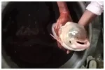 Fish With 4 Eyes : तालाब में फेंका जाल, फंसी 4 आंख वाली अनोखी मछली