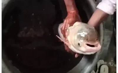 Fish With 4 Eyes : तालाब में फेंका जाल, फंसी 4 आंख वाली अनोखी मछली