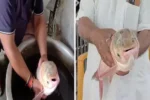Fish With 4 Eyes : तालाब में फेंका जाल, फंसी 4 आंख वाली अनोखी मछली