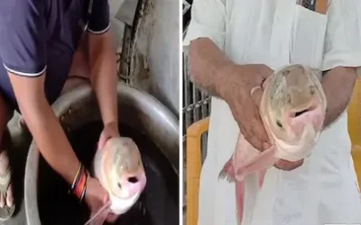 Fish With 4 Eyes : तालाब में फेंका जाल, फंसी 4 आंख वाली अनोखी मछली