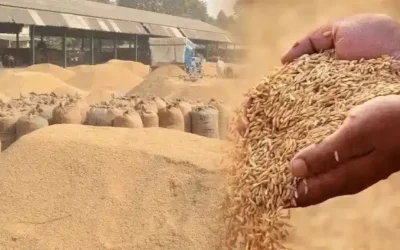 30 लाख मीट्रिक टन धान की खरीद पूरी