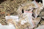 Crime : अंतरराज्यीय गांजा तस्करी रैकेट का भंडाफोड़