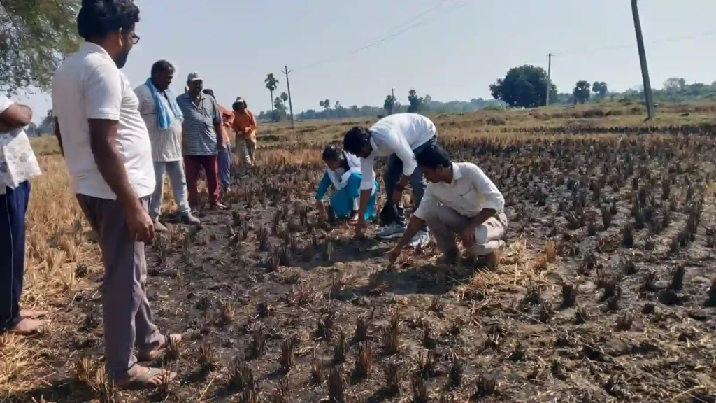 फसल अवशेष