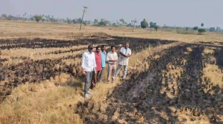 फसल अवशेष