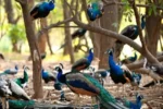 H5N1 वायरस का प्रकोप, 40 मोरों की मौत