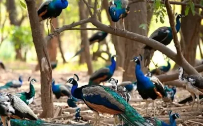 Karnataka : H5N1 वायरस का प्रकोप, 40 मोरों की मौत