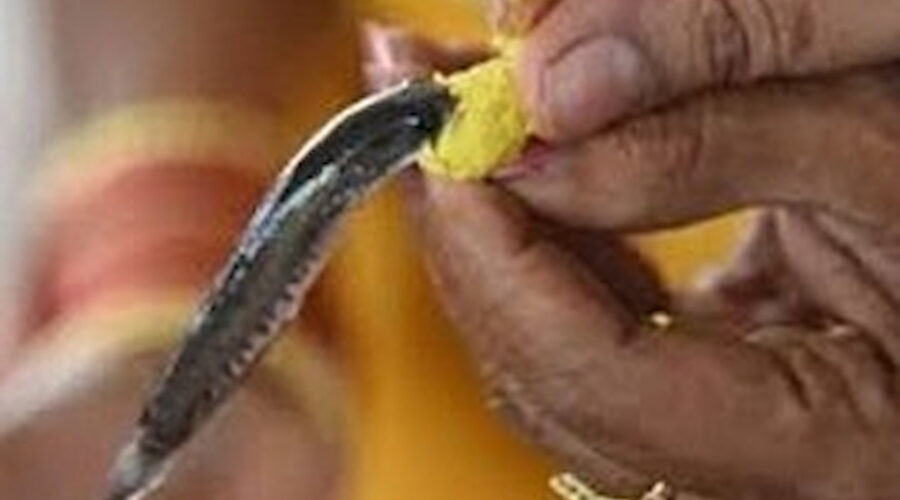 Hyderabad fish prasadam 2026