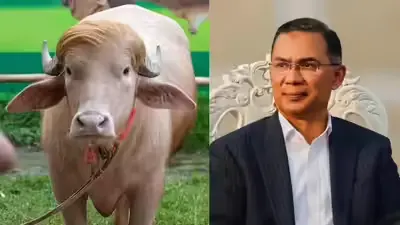 Trump Buffalo: बांग्लादेश में ‘ट्रम्प भैंसे’ की कुर्बानी पर लगी रोक