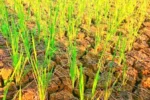 If the effect of El Niño increases, the monsoon may weaken